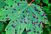 TAR SPOT (RHYTISMA ACERINUM) ON SYCAMORE (ACER PSEUDOPLATANUS) LEAF