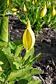 LYSICHITON AMERICANUS