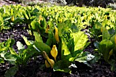 LYSICHITON AMERICANUS FLOWERING PLANTS IN WET WOODLAND