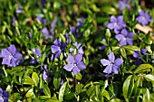 VINCA MINOR