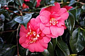 CAMELLIA JAPONICA AKASHIGATA