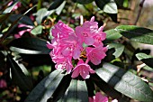 RHODODENDRON ENDSLEIGH PINK