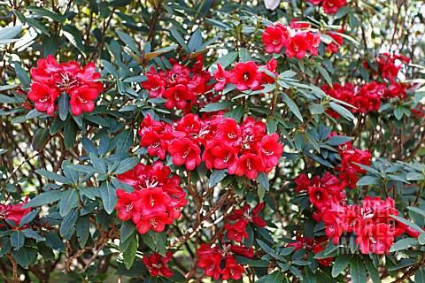 RHODODENDRON_REMUS_X_SHIRON