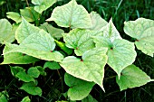 JAPANESE KNOTWEED (FALLOPIA JAPONICA)