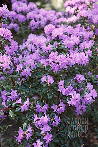 RHODODENDRON_HIPPOPHAEOIDES_