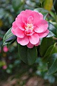 CAMELLIA JAPONICA RUDDIGORE