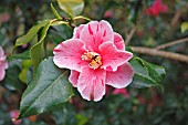 CAMELLIA JAPONICA TRICOLOR