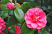 CAMELLIA JAPONICA GLOIRE DE NANTES