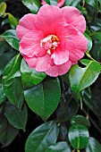 CAMELLIA MARY CHRISTINA