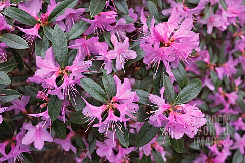 RHODODENDRON_CUNEATUM