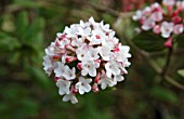 VIBURNUM PERLESII AURORA