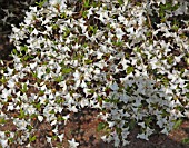 RHODODENDRON QUINQUEFOLIUM