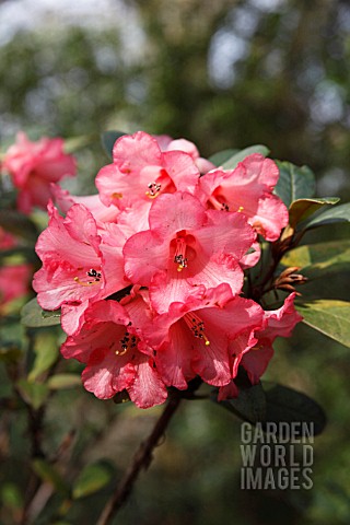 RHODODENDRON_MAYDAY_X_ETHEL