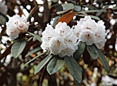 RHODODENDRON ABOREUM CINNAMOMEUM