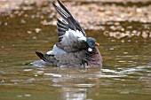 WOOD PIGEON (PALUMBA COLUMBUS) BATHING