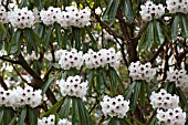 RHODODENDRON CALOPHYLUM