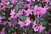 RHODODENDRON CUNEATUM