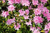 RHODODENDRON DAVIDSONIANA