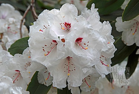 RHODODENDRON_JANET