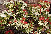 PIERIS FOREST FLAME