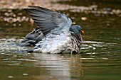 WOOD PIGEON (PALUMBA COLUMBUS) BATHING