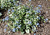 BRUNNERA MACROPHYLLA JACK FROST