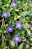 VINCA MAJOR