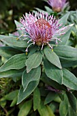 ISOPOGON LATIFOLIUS