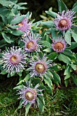 ISOPOGON LATIFOLIUS