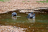 WOOD PIGEON (PALUMBA COLUMBUS) BATHING