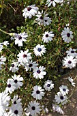 OSTEOSPERMUM ECKLONIS