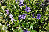 VINCA MINOR LA GRAVE