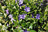 VINCA MINOR LA GRAVE