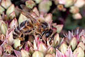 HONEY BEE (APIS MELLIFERA) TAKING NECTAR