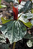 TRILLIUM SESSILE