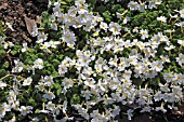 PRIMROSE SNOW CUSHION