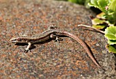 COMMON LIZARD LACERTA VIVIPARA BASKING ON STONE