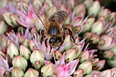 HONEY BEE (APIS MELLIFERA) TAKING NECTAR