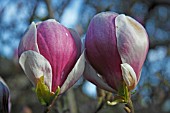 MAGNOLIA X VEITCHII PETER VEITCH