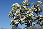 PEAR DOYENNE DU COMICE BLOSSOM