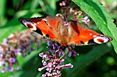 PEACOCK BUTTERFLY (INACHIS IO) TAKING NECTAR