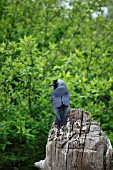 JACKDAW PERCHING ON TREE STUMP