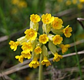 PRIMULA VERIS