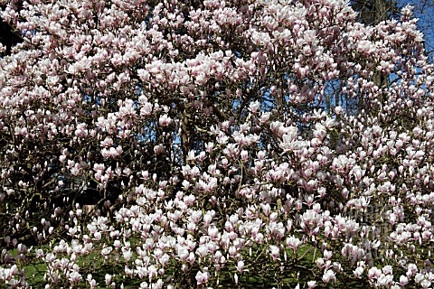 MAGNOLIA_X_SOULANGEANA_ALBA_SUPERBA