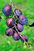 DAMSONS RIPENING ON TREE