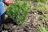 STACKING TURF TO ALLOW THEM TO ROT DOWN TO MAKE TOP SOIL