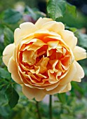 ROSA GOLDEN CELEBRATION