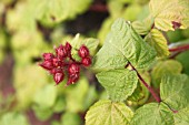 JAPANESE WINEBERRY (RUBUS PHOENICOLASIUS)