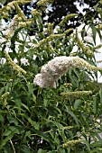 BUDDLEJA DAVIDII WHITE PROFUSION