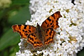 COMMA (POLYGONIUM C-ALBUM) TAKING NECTAR FROM BUDDLEJA